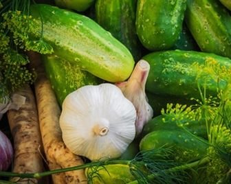 В Нью-Йорке отметят День маринованного огурца