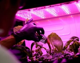 Чешские ученые выращивают овощи и зелень в условиях, приближенных к Марсу