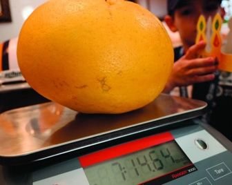 В США вырастили грейпфрут размером с баскетбольный мяч